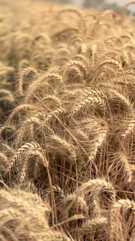 ملأ السنابل تنحني بتواضعٍ والفارغات روؤسهن شوامخُ  🌾