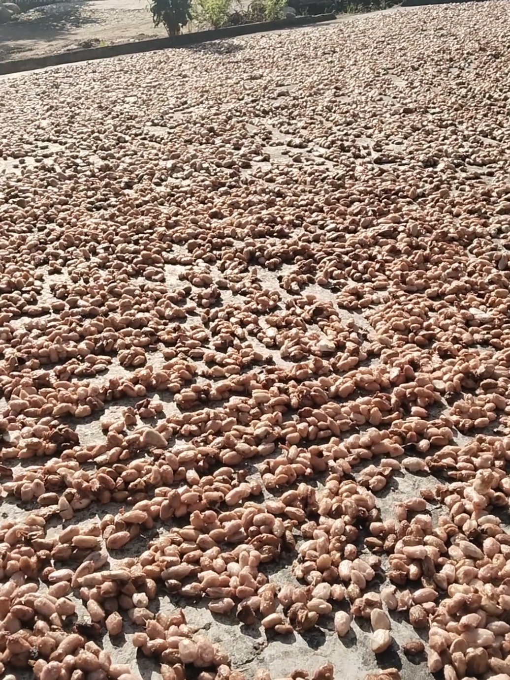 coklat/kakao #hargakakao #kakao #coklat #panencoklat #petanimuda #fypシ #fyp 