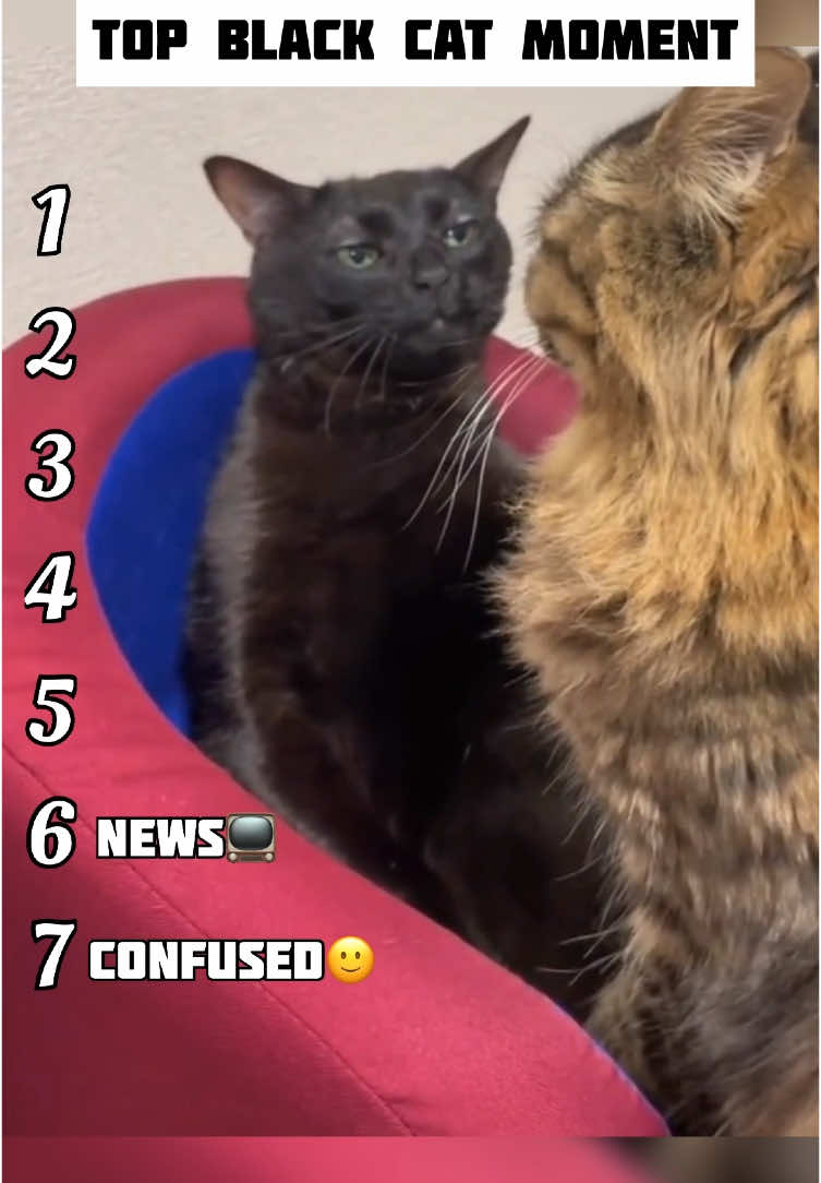 | Funny Black Cats Moment | 😂😂😂#fyp #top #funny #meme #cat 