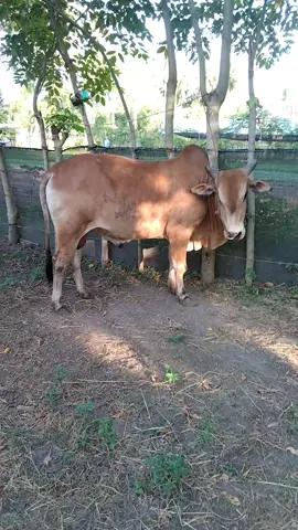 ready ya sapi kurban yg minat BLH DM atau hub wa 082367548695#peternakmudaindonesia #simental #sapiqurban #aceh #peternakmuda # qurban#sobatngarit #