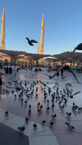 اجواء الحرم الصباح غيير 🤎#الحرم_النبوي #المدينه_المنوره #اكسبلورexplore 