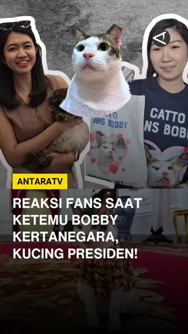 Kebayoran Baru Shorthair Show Time! Dari Istana ke Petfest, Bobby Kertanegara sukses bikin para fans haboh. Reaksi fans? ada yang histeris, gemas, sampai ga percaya bisa lihat langsung kucing presiden RI dari dekat. Kalau kamu ketemu Bobby bakal bilang apa ni? #AntaraTv #BobbyKertanegara #BobbyKucingSultan #KebayoranBaruShortHair #Petfest #Pawrent #Meow