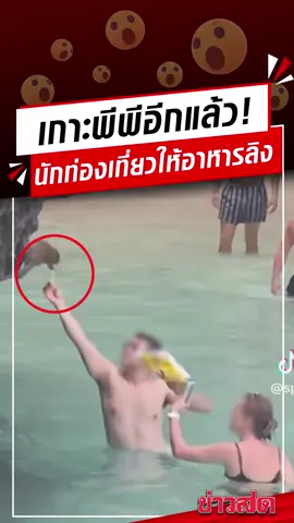ไกด์ไปไหน?! นักท่องเที่ยวให้อาหารลิง บนเกาะพีพี เตือนก็ไม่ฟัง อุทยานฯออกมาพูดแล้ว! #นักท่องเที่ยว #ให้อาหารลิง #เกาะพีพี  #ข่าวสด #ข่าวtiktok