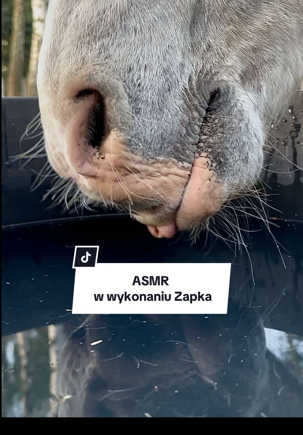 Zawsze bardzo nas bawi sposób picia wody przed Zapka 😅 Zobaczcie sami 😎😍 #horseasmr #horsesoftiktok #stajniarydzyny #stajniaprzydomowa 