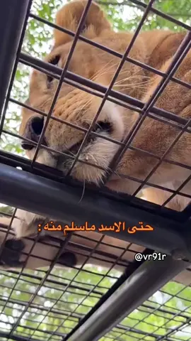 #سيف_ال_عمار #علي_الجعيدي #حمود_المصارير #ابو_مطرف💙 #عيد_محمد #رياكشن #اكسبلور @سيف ال عمار @علي الجعيدي 