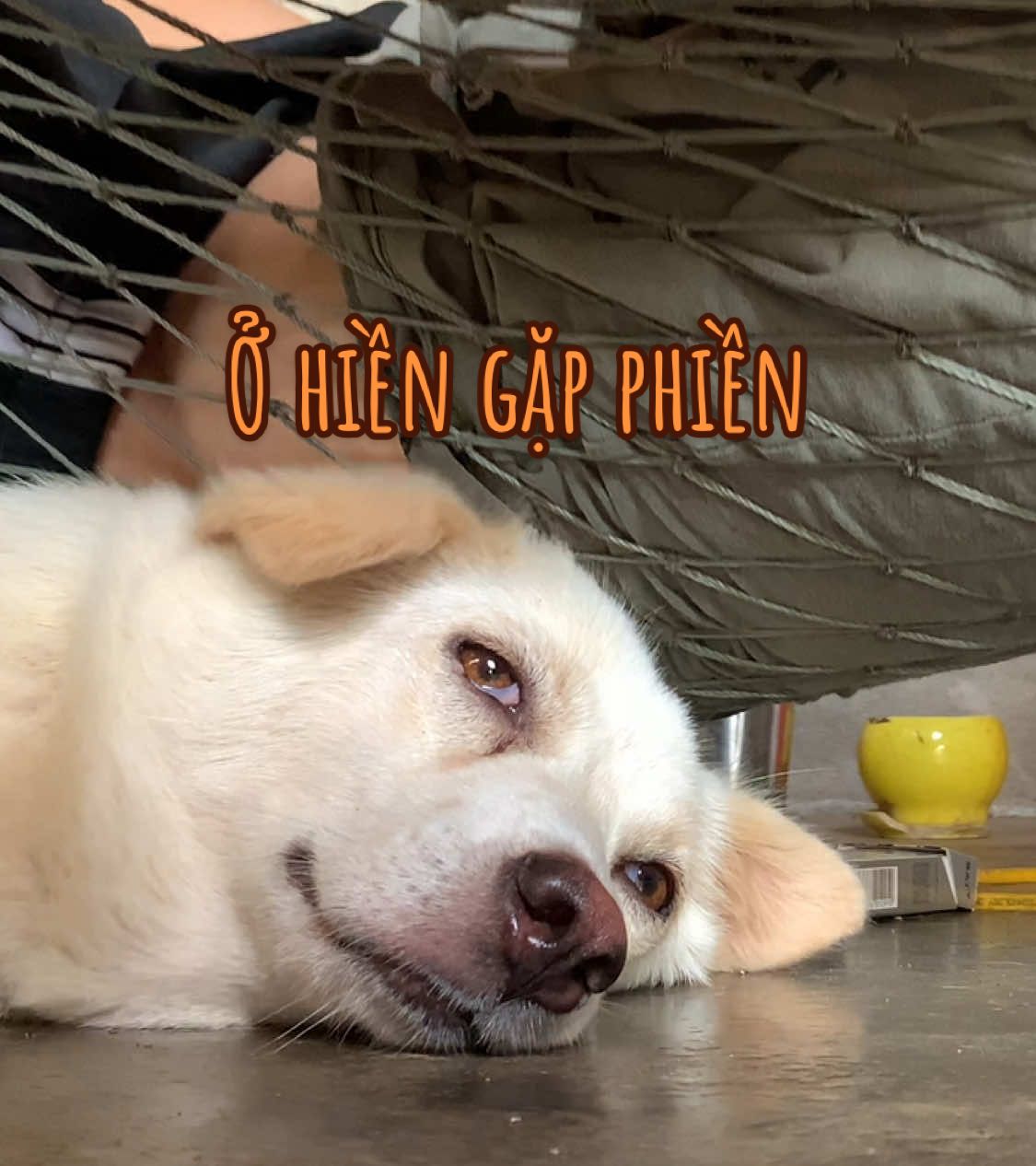 Phiền thiệt á chớ  :((#dog #funny #mơ#xuhuong 