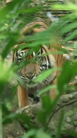 Emangnya boleh ya… keliatan serem dan lucu sekaligus kayak gini? 🐯✨ #Pandeka, si ganteng satu ini bukan cuma mencuri perhatian lewat wajahnya, tapi juga lewat skill berburunya! Harimau Sumatra punya penglihatan super tajam dan jago banget mengendap diam-diam sebelum melumpuhkan mangsanya dalam satu serangan cepat. Jangan tertipu sama tampang lucunya ya🐾🔥  #BaliZoo #ExploreBaliZoo #Bali #Zoo #Tiger #Harimau #Wildlife
