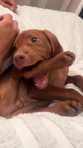 Mmmm so good and tasty 🤠  #vizsla #vizslasoftiktok #dogsoftiktok #fyp #vizslalife #vizslapuppy #dog #puppytok 
