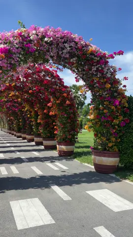 กล้องสด โคตรสวย Bougainvillea Arch with a nice sky  #creatorsearchinsights #thailand #viral 