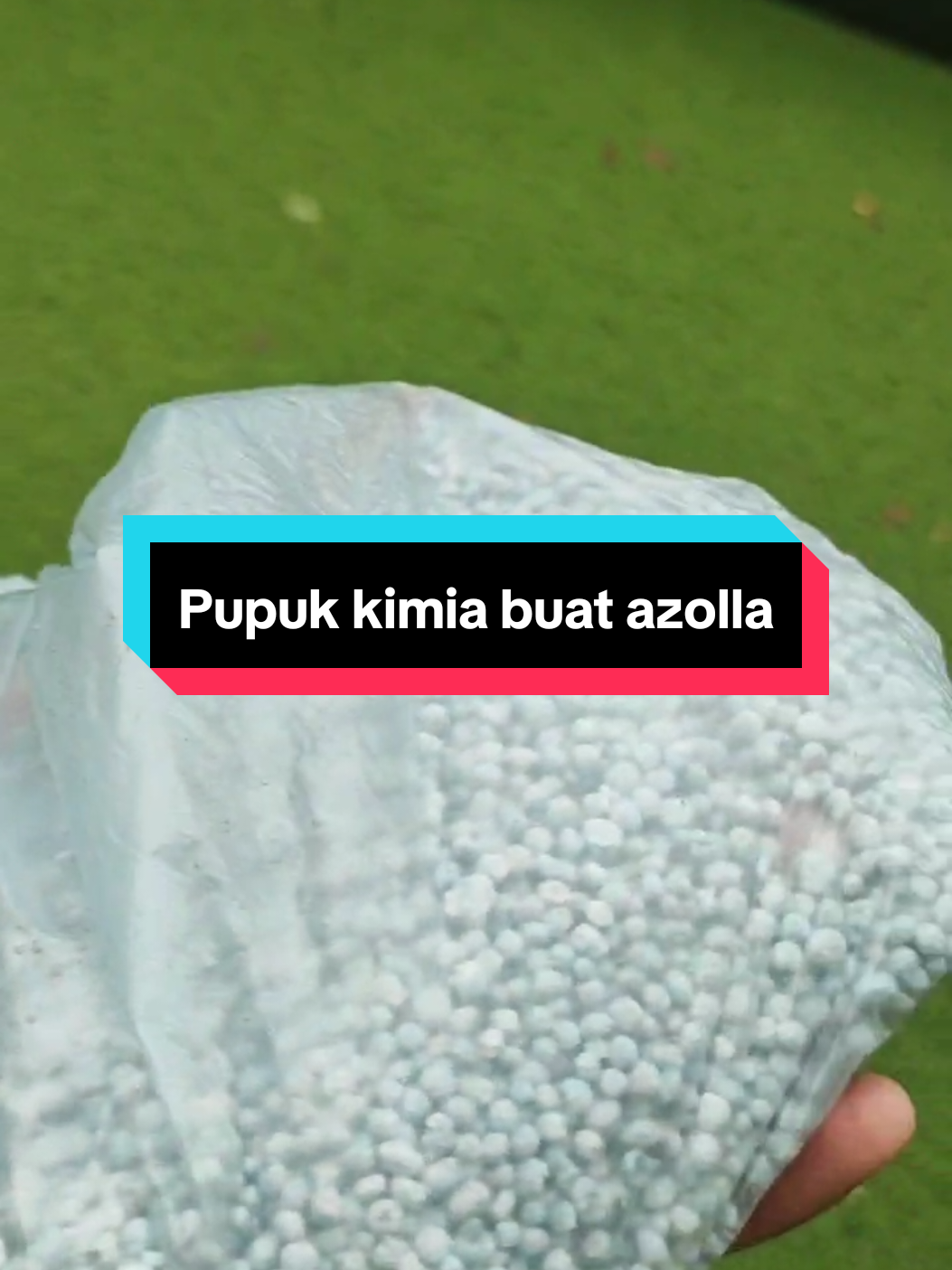 Membalas @jumadiaster jangan ya bang ya #azollamicrophylla #azolla #peternakentok #peternakmilenial #pakanalternatif #peternakayam #kandangterbis #fyp 
