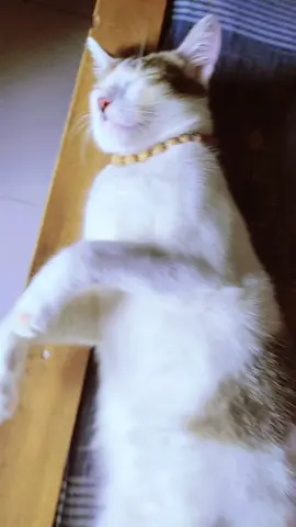 কিটি