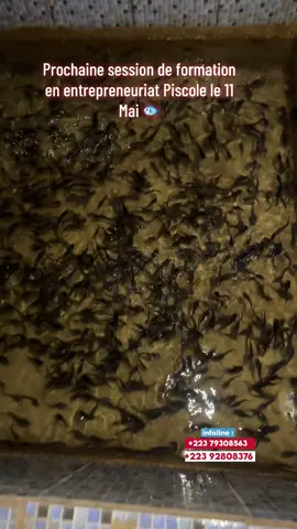 Tu veux gagner de l’argent avec l’élevage de poisson ? Inscris-toi à notre formation piscicole pratique à Magnambougou Faso Kanu 2 jours seulement pour apprendre à élever du poisson chez toi ! Deux options au choix : 	•	35.000 FCFA : Formation + Attestation 	•	50.000 FCFA : Formation + Attestation + Kit de démarrage + Stage + Accompagnement + Opportunité d’emploi Prochaine session : le 11 Mai 2025 Places limitées – Réserve ta place maintenant ! Contact & inscription : +22379308563 Deviens ton propre patron avec l’élevage de poisson ! #pisciculturemali🇲🇱 #piscultura #catfishing 