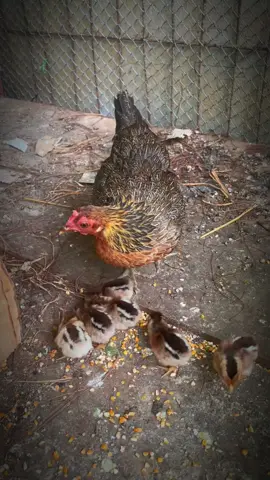 Gà mái gáy có bị sao kh nhỉ , em mới thấy lần đầu ❤️#xuhuongtiktok #garung 