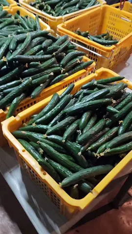 thu hoạch dưa leo đầu vụ #codauviettaihanquoc #hanquoc #vieclamhanquoc #베트남 #f6 #e8 #thamthan #laodongthoivu #lamnong #hausu #mogioivieclam 