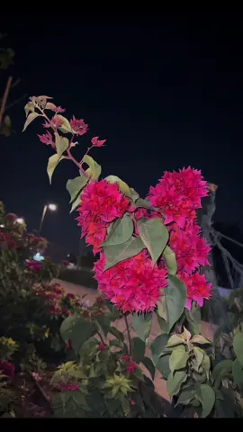 وہ واقف ہے تمہارے ہر ایک آنسو سے، ہر ایک تڑپ سے وہ بدل دے گا تقدیریں،تم بس تھوڑا سا صبر کرو۔🥹🌸💗 #viral #aesthetic #1millionaudition #foryoupage #night #vibes #unfreeze #flowers #naat #fyp #trending #nature @KashMiri_kuRii🧸🍁 