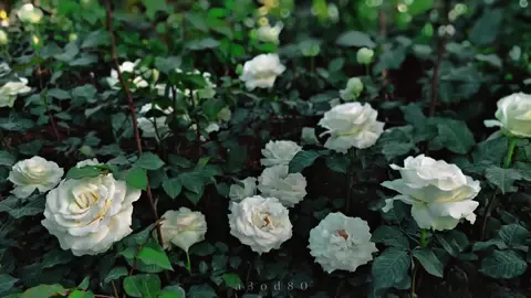 عورق الورد رسمت الوعد🫀🌸 #عورق_الورد_رسمت_الوعد🧸🖤 #تصويري #fyp #foryou #لايك_متابعه_حركة_الاكسبلور❤🦋explorer #flower #flower #flower #flower #flower 