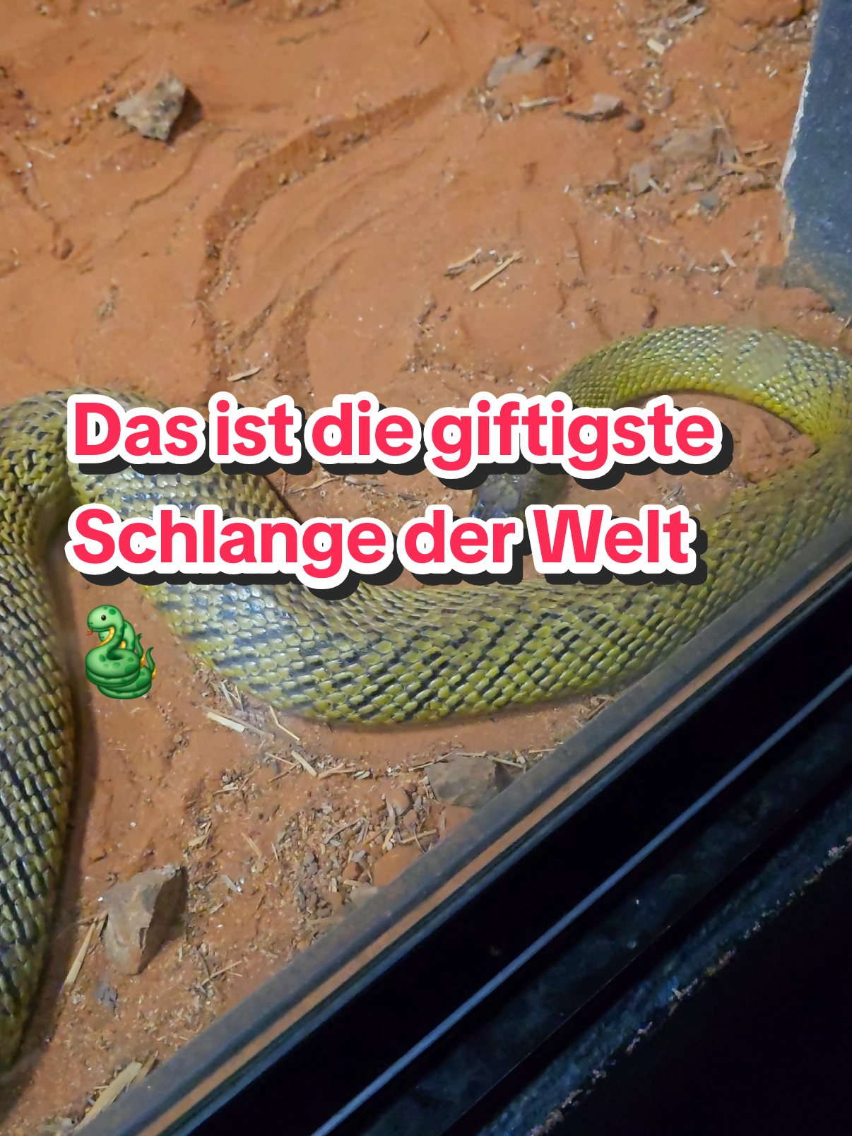 Die giftigste Schlange der Welt 😯🐍  Der Inlandtaipan - und wo ist er natürlich beheimatet? Na klar, in Australien. Der gefährliche Giftcocktail des Inlandtaipan soll etwa 50-mal giftiger sein als das Gift der indischen Kobra und 850-mal giftiger als das der Diamant-Klapperschlange. Er zerstört das Nervensystem, stoppt die Blutgerinnung und zerstört Blutkörperchen und Muskelgewebe. Obwohl Todesfälle bei Menschen sehr selten sind, reicht die Giftmenge eines Bisses aus, um mehr als 200 erwachsene Menschen töten ⚠️ #australia #snake #venom #fyp #fürdich #tierwelt 
