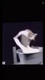 смешное видео #прикол#мем#забава#смех#смешно#смешнявка#котстираетвещи#