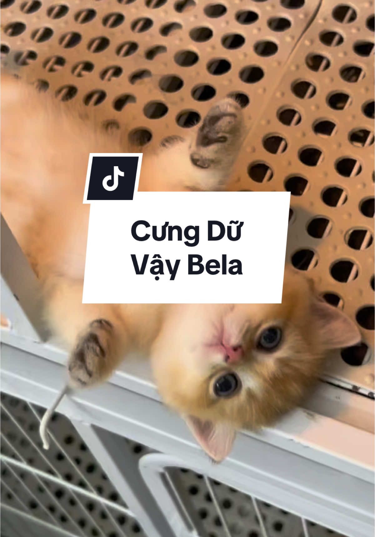 Bela cưng quá 😋#xuhuongtiktok #cat #pet #catlover #MèoTênMỡ #meodethuong #meocute #meocam #meocon #meoanhlongngan #meogolden 