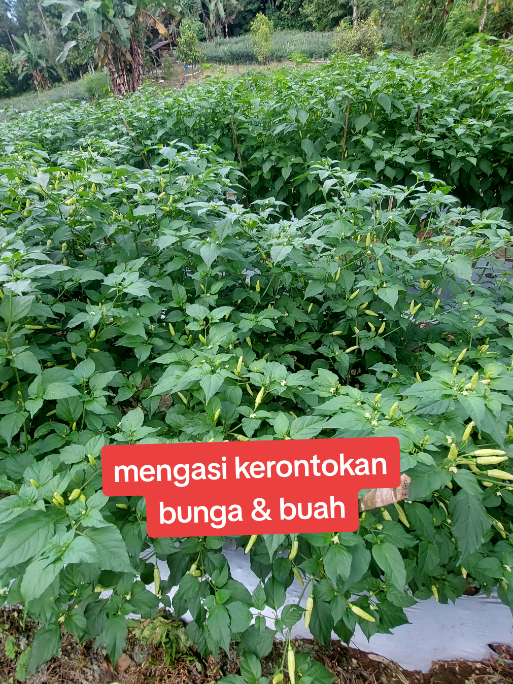Kerontokan bunga dan buah tanaman cabe #cmkmada #cabeloris #cabelorissinjai #lorissinjai #cabesinjai #pengikut #sorotan #arispipit #petani #petanicabe  #sinjaisulsel  #petanicabai #petanisukses  #petanimillenial #petanimuda #petanisulawesi #cabe #cabekeriting #cabeterpedas #caberawit #cabai #bertani  #menanamcabe #budidayacabe #tanamancabe #sinjai #bugissinjai #sinjaisulsel 