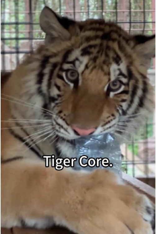 Big Cat Core😼#cat #bigcat #leopard #panther #jaguar #animals #funny #cute #pet #fyp 