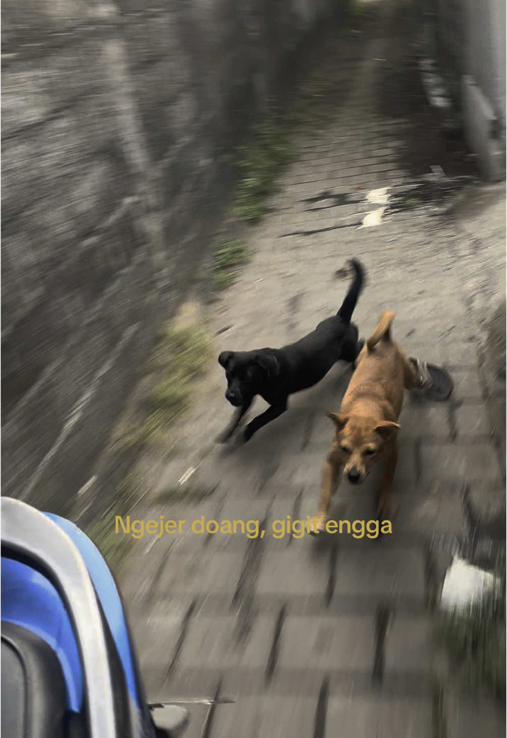 Siapa yang pernah dikejar anjing? #fyp #foryou #foryoupage 