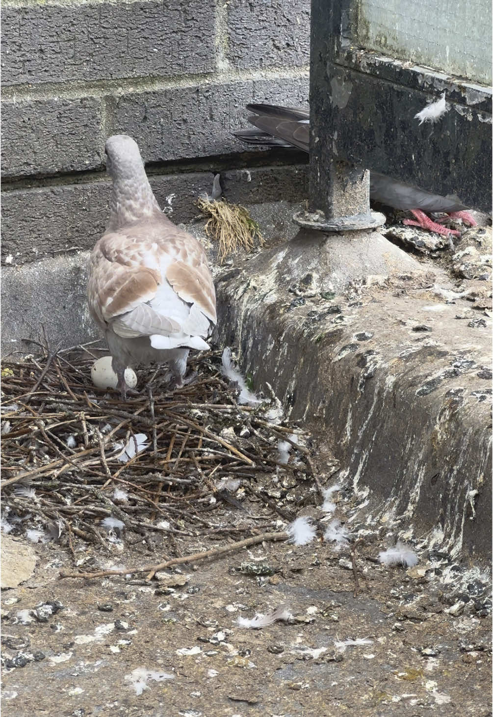When I’m bored I honestly create soaps with my balcony pigeons. Who’s baby is this? 😭 I might start naming them at this point there’s about 4 generations up there 😂 #pigeons #mentalillness #birdshit #soaps 
