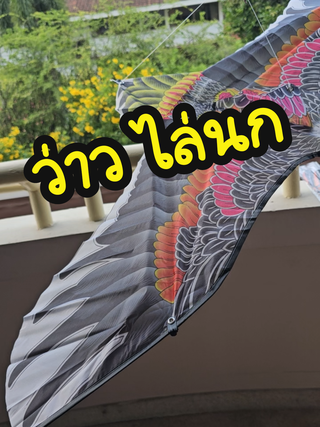 #ว่าว #ว่าว #ว่าวนกอินทรีย์ #ว่าวนกอินทรีย์บังคับ ว่าวนกอินทรีย์ ว่าวไล่นก ตัวเดียว30บาท ซื้อ 5ตัว ส่งฟรี #ว่านกอินทนีย์ #ว่าวไล่นก #วิธีไล่นกพิราบ 