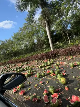 Counting Watermelons 🍉 watermelons count fruits fun 