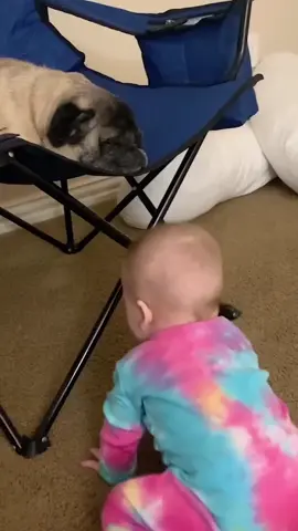 Funny dogs.🤣#pet #dog #dogsoftiktok #funnymoments #funny #dogtok #foryou #doglife #animals #funnydogs #PetsOfTikTok 