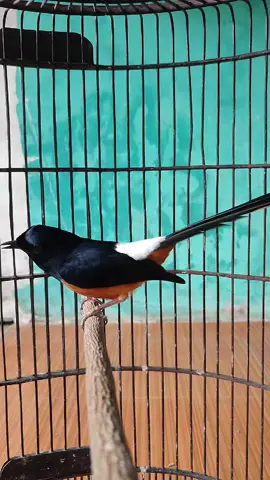 si Walid nak lagi#walid 