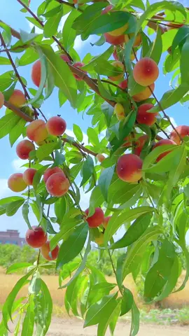 #hoaqua #fruit #foryou 