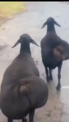 Sheeps walking style #sheep #walking #viralvideos #funn #funnytiktok 