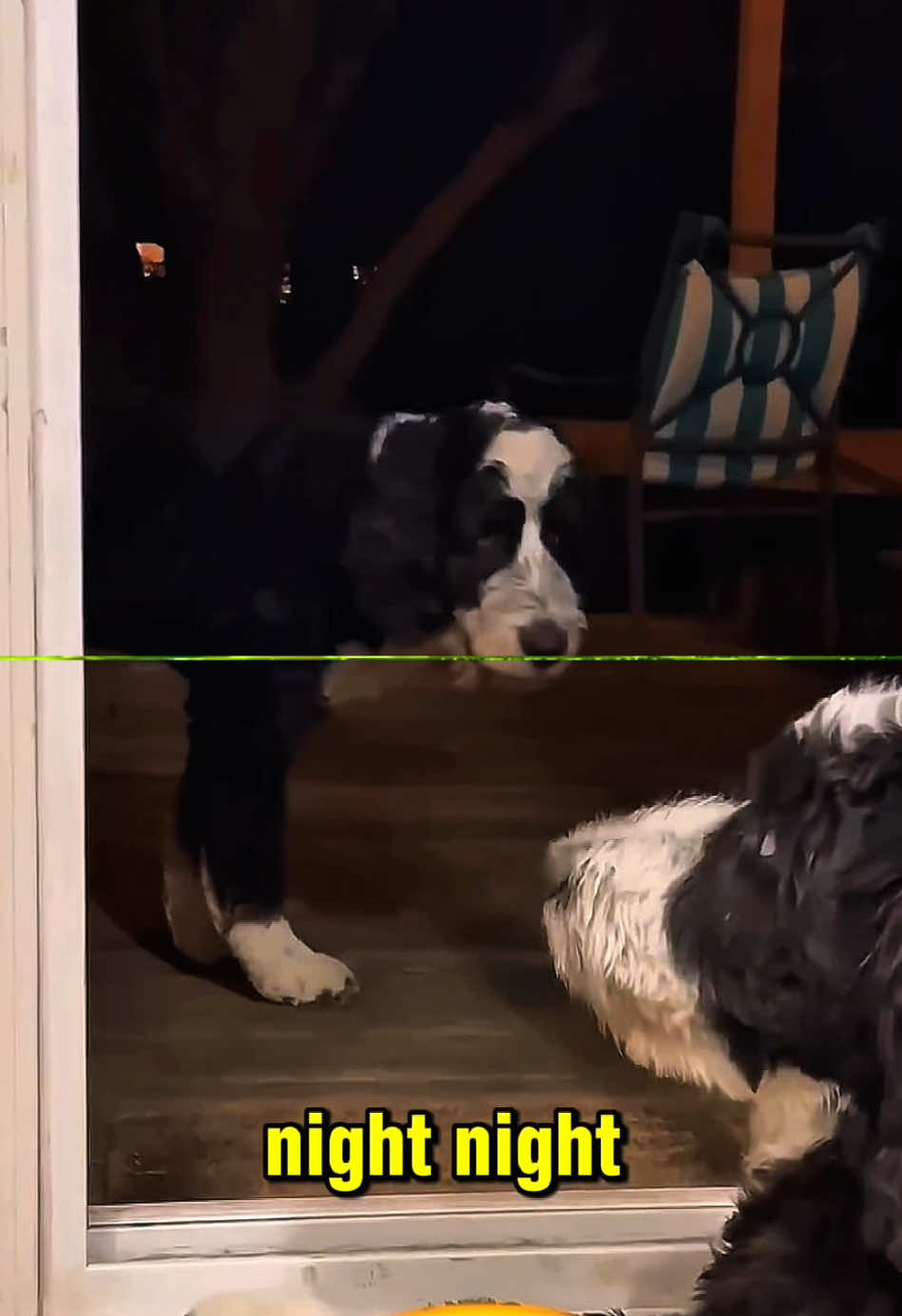 #funny #pet #dog #cat #voiceover #dogsoftiktok #animals 