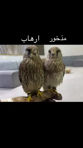 #اكسبلور #الشعب_الصيني_ماله_حل😂😂 