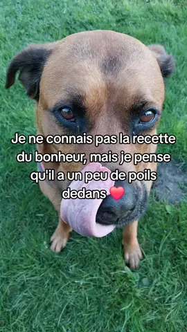 ❤️❤️ #Love #foryou #pourtoii #dogsoftiktok #fyp #Dog 