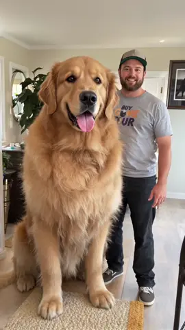 Pet Golden Retriever 🦮💛 #fyp #animals #pets #giantdog #dogsoftiktok #dogtok #dogs #goldenretriever #ai 