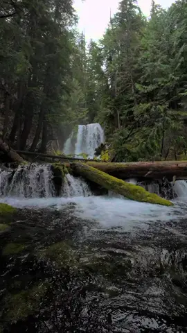 Emerging from the clear blue waters to reveal a beautiful waterfall pouring into the river ahead, framed by moss-covered logs, vibrant ferns, and the deep greens of the forest. The peaceful sound of water flowing through this lush landscape is pure serenity. It’s in places like this that time seems to slow down, inviting you to breathe a little deeper and just be 😍