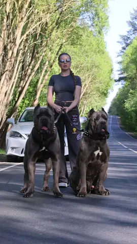 #канекорсобеларусь #canecorsooitaliano #canecorso 