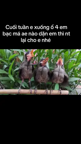 Ae nào chơi bạc má non thì alo lại e nhé 