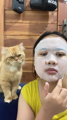 Ohh mau juga dia 🤭 #pecintakucing #fyp #kucinglucu #catlover