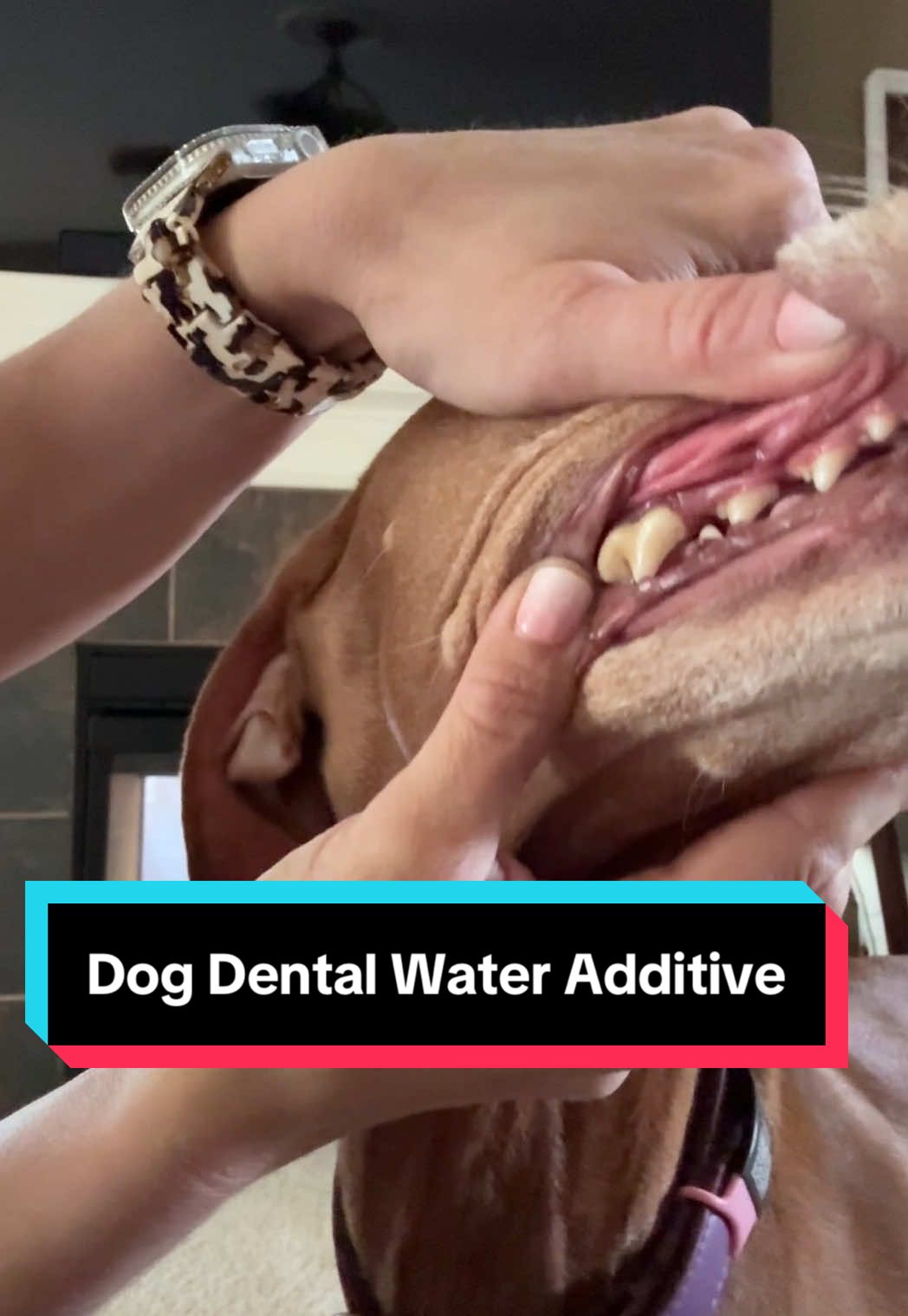 Try out this pet water additive! #dogcare #dogdentalcare 