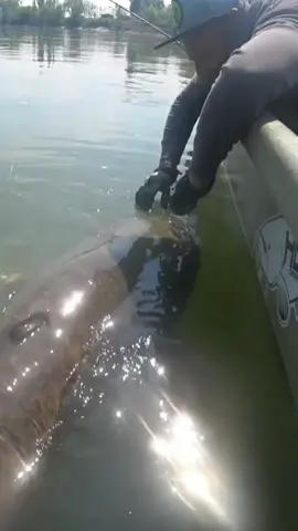 Big 220 lb catfish 