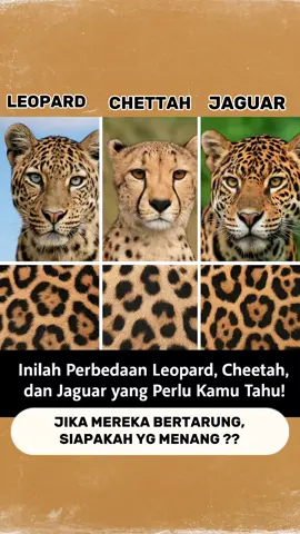 perbedaan leopard, chettah, jaguar #animals #leopard #chettah #jaguar 