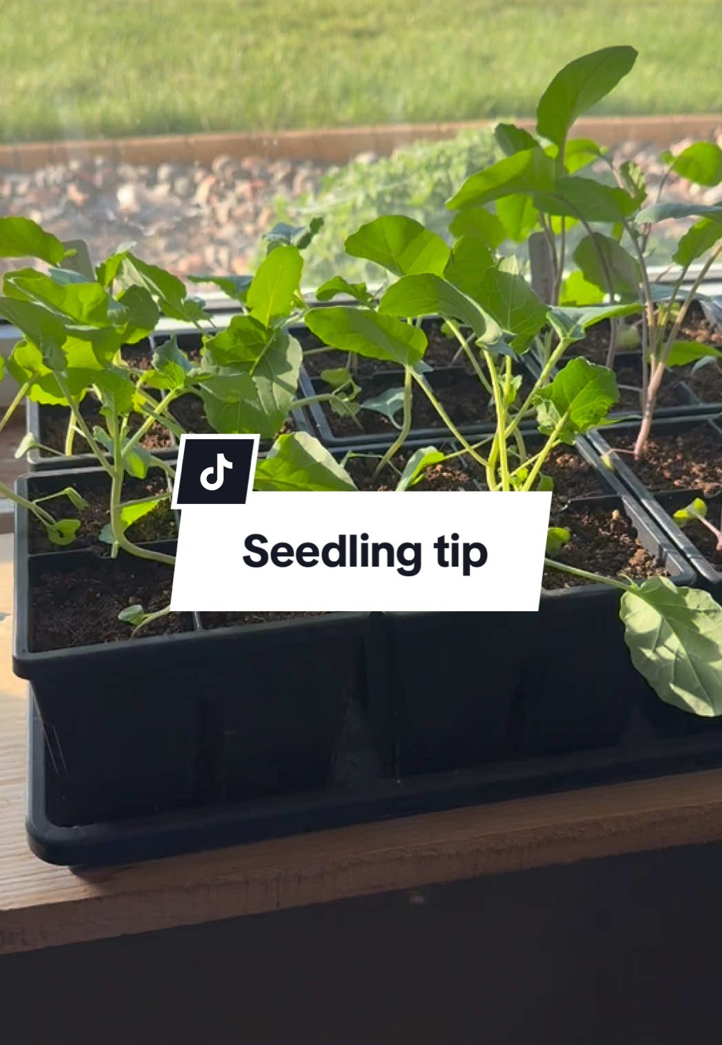 🛒 Seedling trays linked in my bio #seedstarting #seedstartingtips #gardentok #gardeninghacks #gardeningforbeginners #gardentiktok 