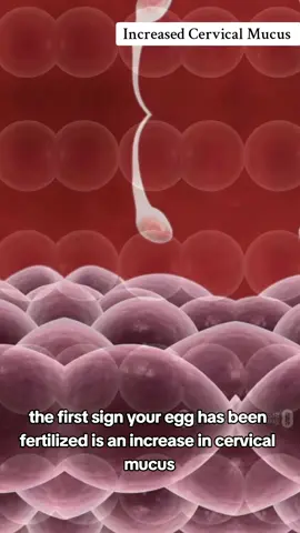 5 major sign your egg is fertilized #eggfertilization #eggfertilized #conception #2weekspregnant🤰 #2weeks #earlypregnancysymtpoms #earlypregnancy #viraltiktok #viralvideo 