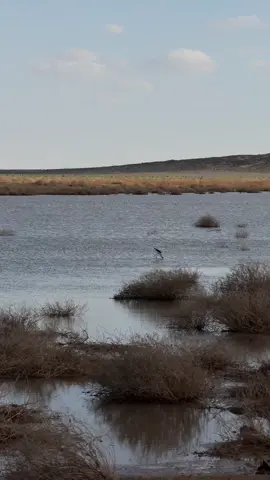 يحدث الان.. #الحره #طبرجل #الجوف #اكسبلورر #اكسبلور 