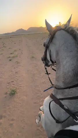 #العمده🤍 #أصيل🤍 #سعيد #خيل_وخياله🐎 #horse #explore #خيل_وخياله🐎🖤ماشاءالله #الجموم_مكه_المكرمه 