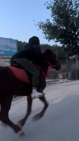 #شعب_الصيني_ماله_حل😂😂 #fypage #خيل_وخياله🐎 #خيل_عربي_اصيل #foryou #خيول #shami 