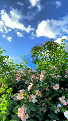 #foryou #photography #tiktok #سروشتى_جوانى_كوردستان #شیلادزێ_دهوک♥️_ئامیدی👑_ئاکری_👑زاخو #hawler_slemani_dhok_karkuk_hallabja #الشعب_الصيني_ماله_حل😂😂 #dhuok_kurdstan_iraq🇭🇺 #nature #alnd❤️ #sheladze 